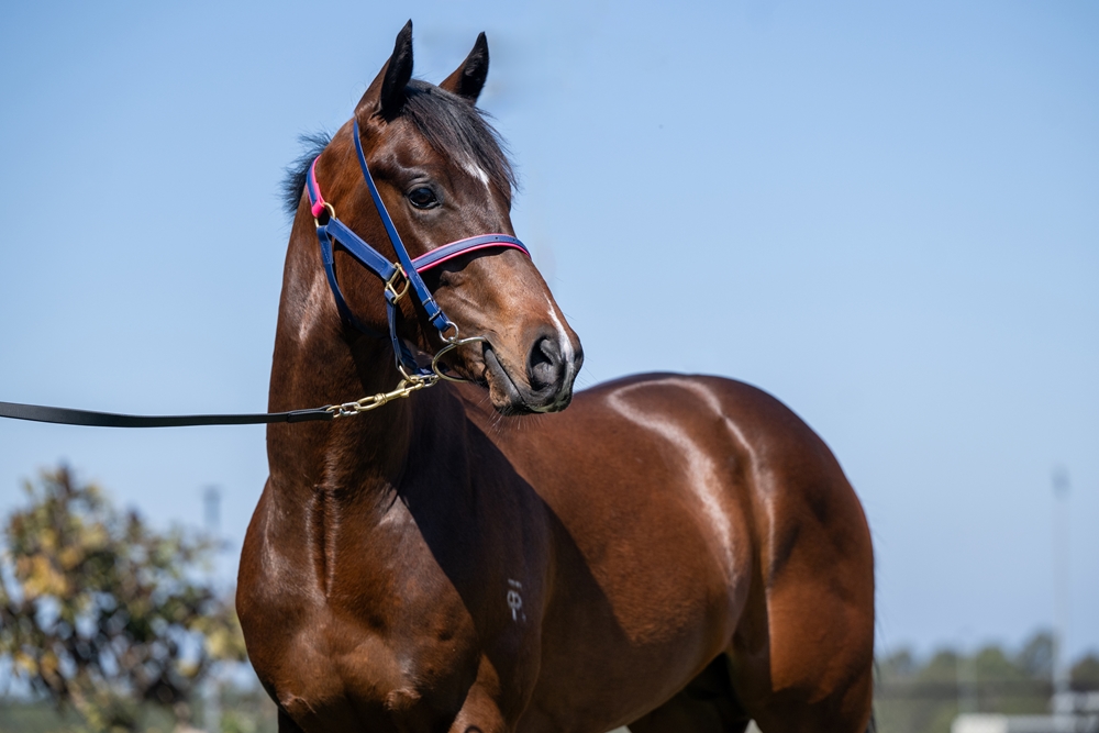 Exceedance (AUS) / Rio Osa (AUS) 2023 Colt - Image 2