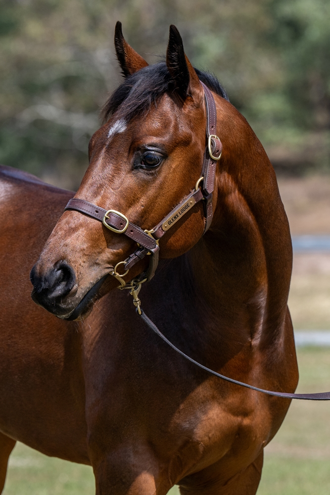 Prince Fawaz (AUS) / So You Believe (AUS) 2023 Colt - Image 2