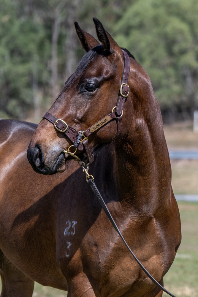 Jonker (AUS) / Brazen Rocker (AUS) 2023 G - Image 2