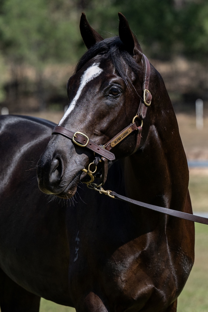 Better Than Ready (AUS) / Dolly Spartan (AUS) 2023 Colt - Image 2