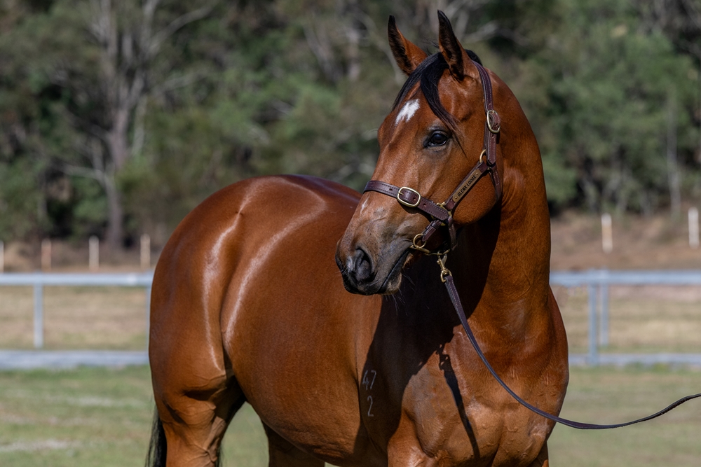 Anders (AUS) / Rose of Traveston (AUS) 2022 Filly - Image 2