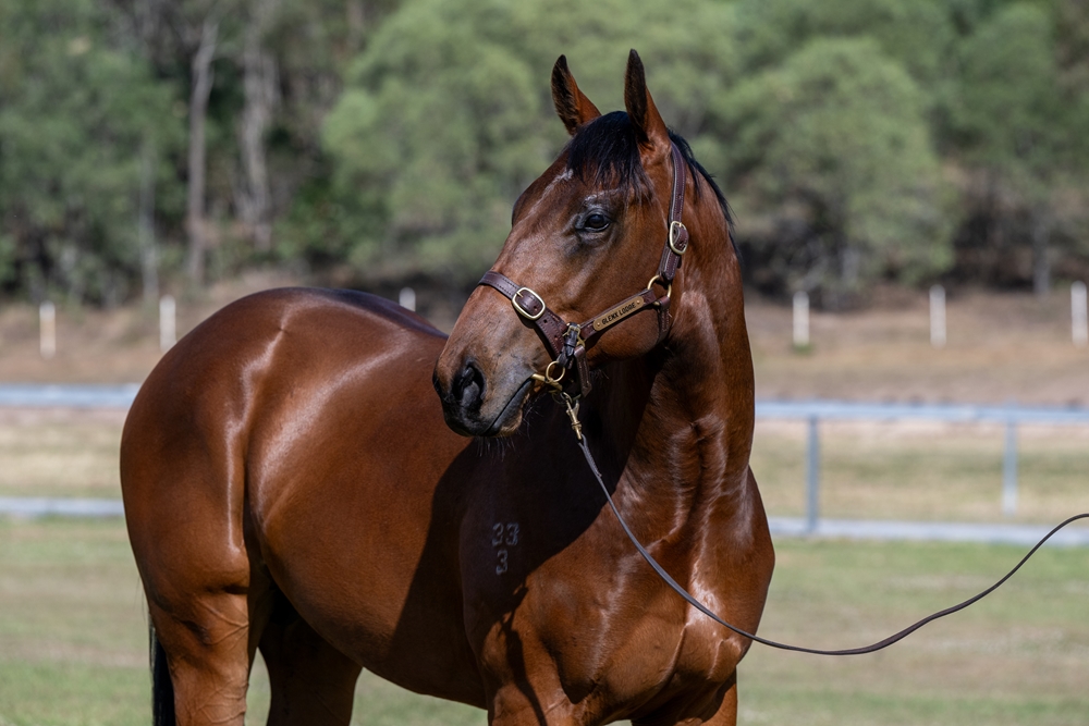 Gold Standard (AUS) / La Isla Bonita (AUS) 2023 Colt - Image 3