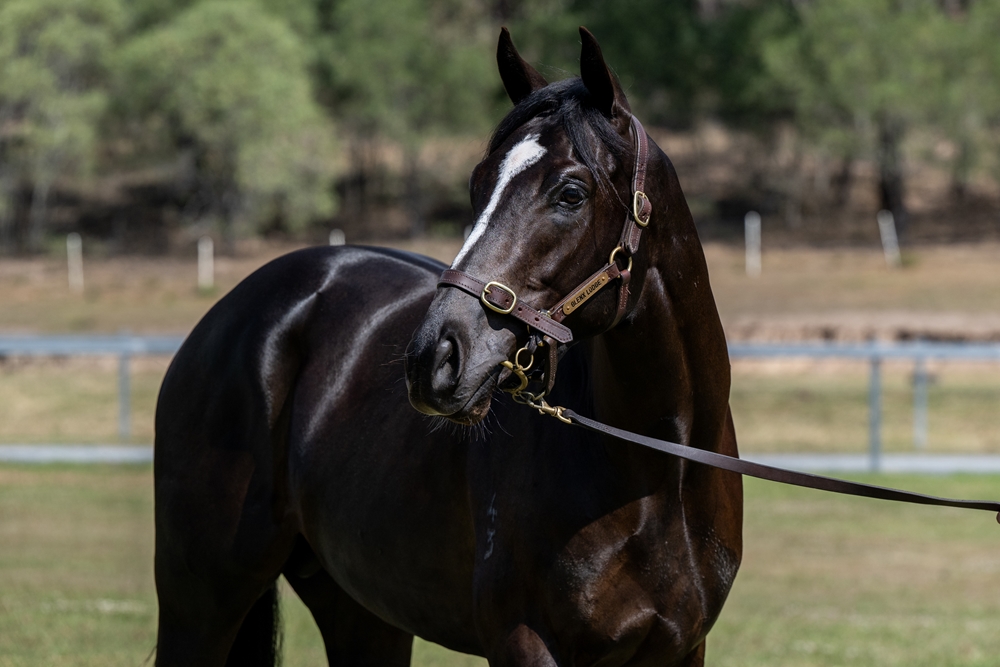 Better Than Ready (AUS) / Dolly Spartan (AUS) 2023 Colt - Image 3