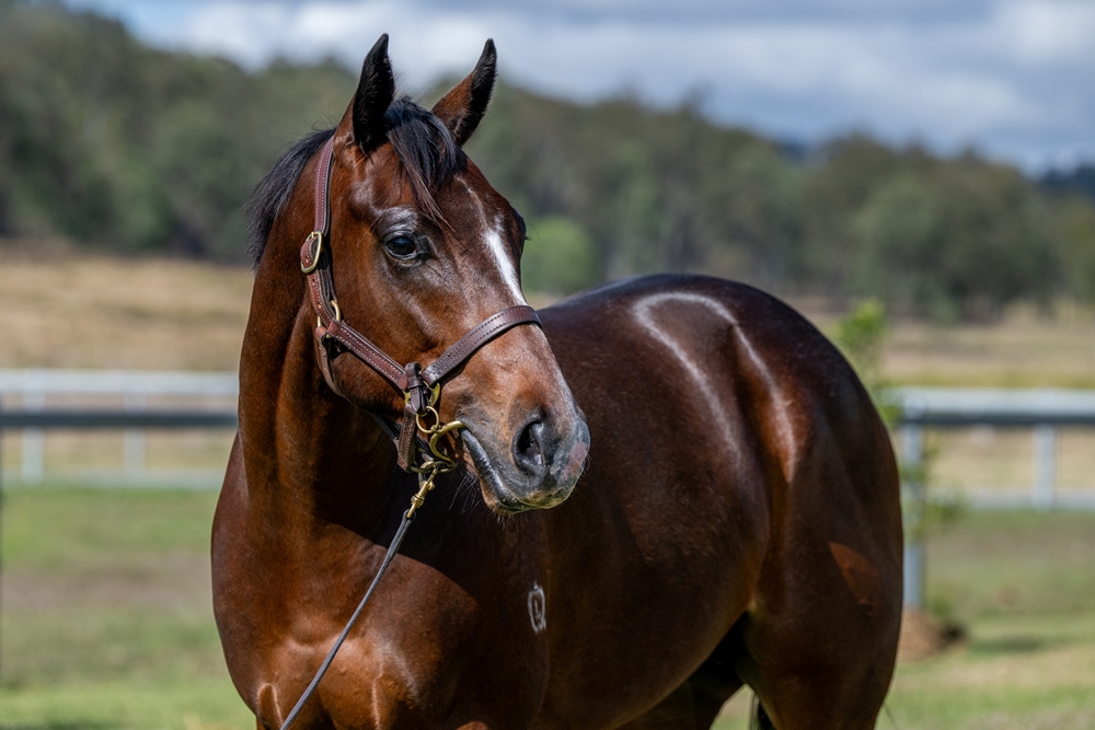 Better Than Ready (AUS) / Noesis (AUS) 2023 Colt - Image 3