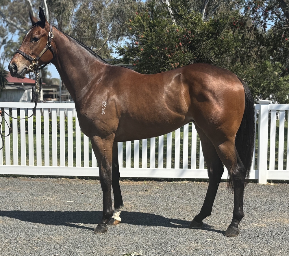 Cool Aza Beel (NZ) / Mutual (AUS) 2023 G - Image 1