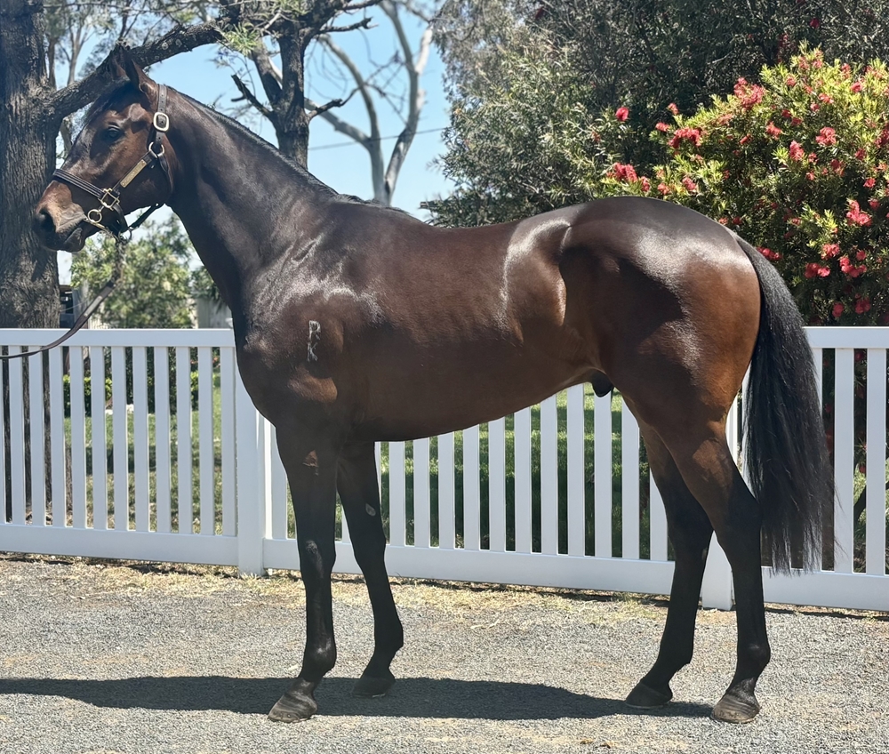 Capitalist (AUS) / My Sweet Fish (AUS) 2023 Colt - Image 1