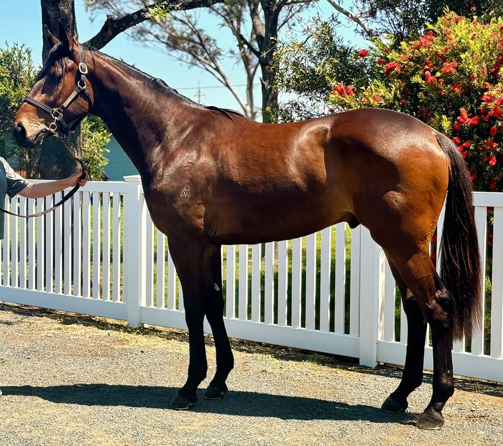 Wild Ruler (AUS) / Piempurr (AUS) 2023 G - Image 1