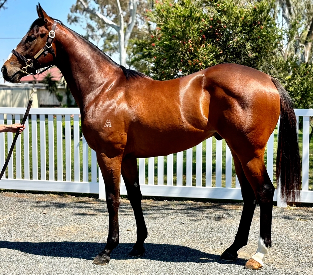 Hellbent (AUS) / Goolagong Rose (AUS) 2023 Colt - Image 1