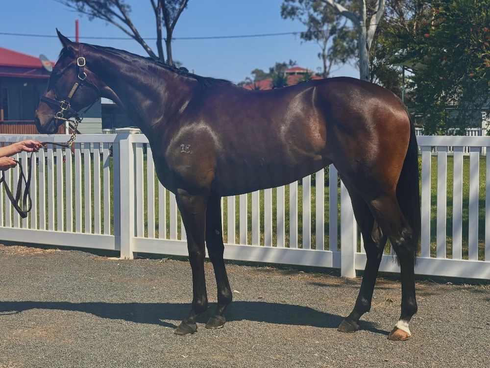 Better Than Ready (AUS) / Hearts'n'diamonds (AUS) 2023 Filly - Image 1