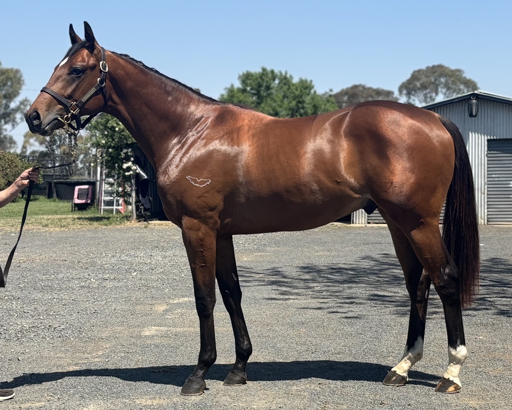 Frosted (USA) / Heirlooms (AUS) 2023 Colt - Image 1