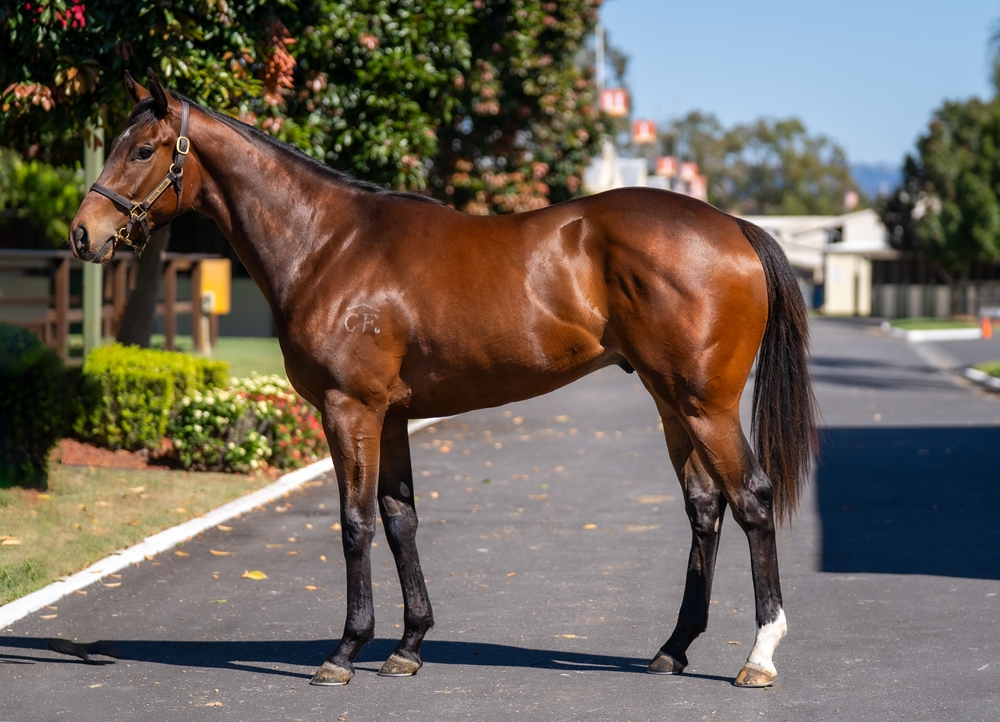 Dubious (AUS) / Shopping Paradise (AUS) 2023 Colt - Image 1