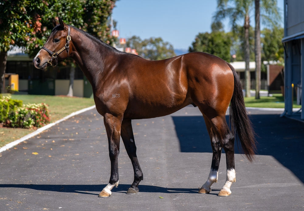 Power (GB) / Colizani (AUS) 2023 Colt - Image 1