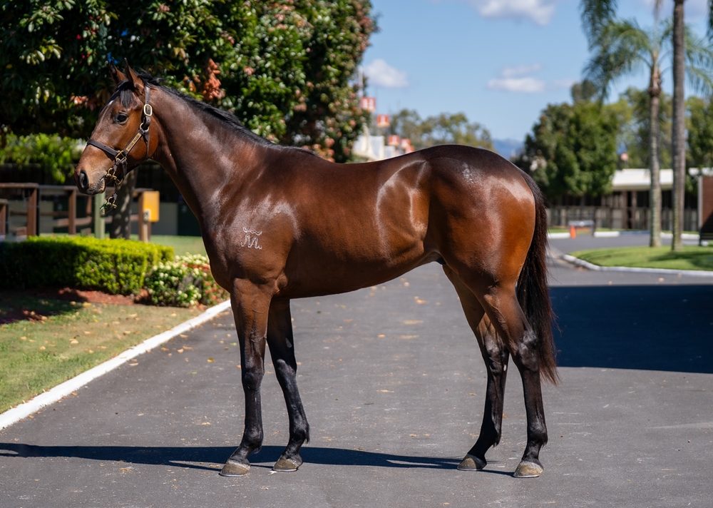 Glenfiddich (AUS) / Milliemartini (AUS) 2023 Colt - Image 1