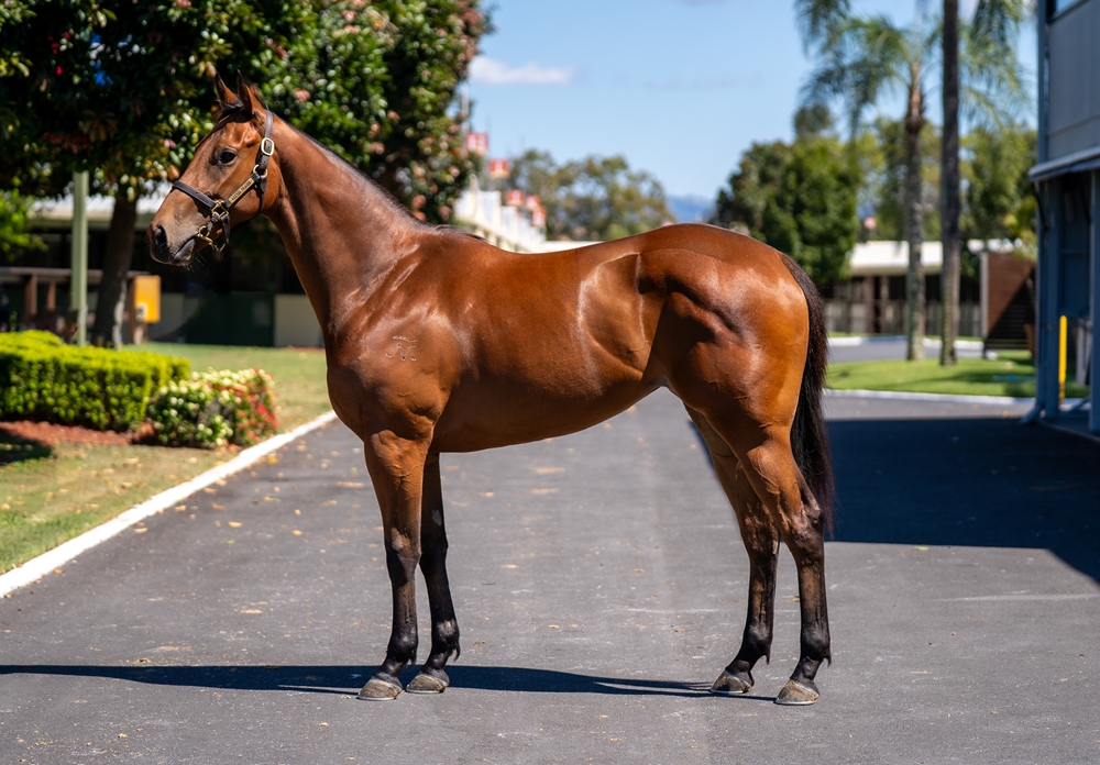Heroic Valour (AUS) / Passing Affair (AUS) 2023 Filly - Image 1