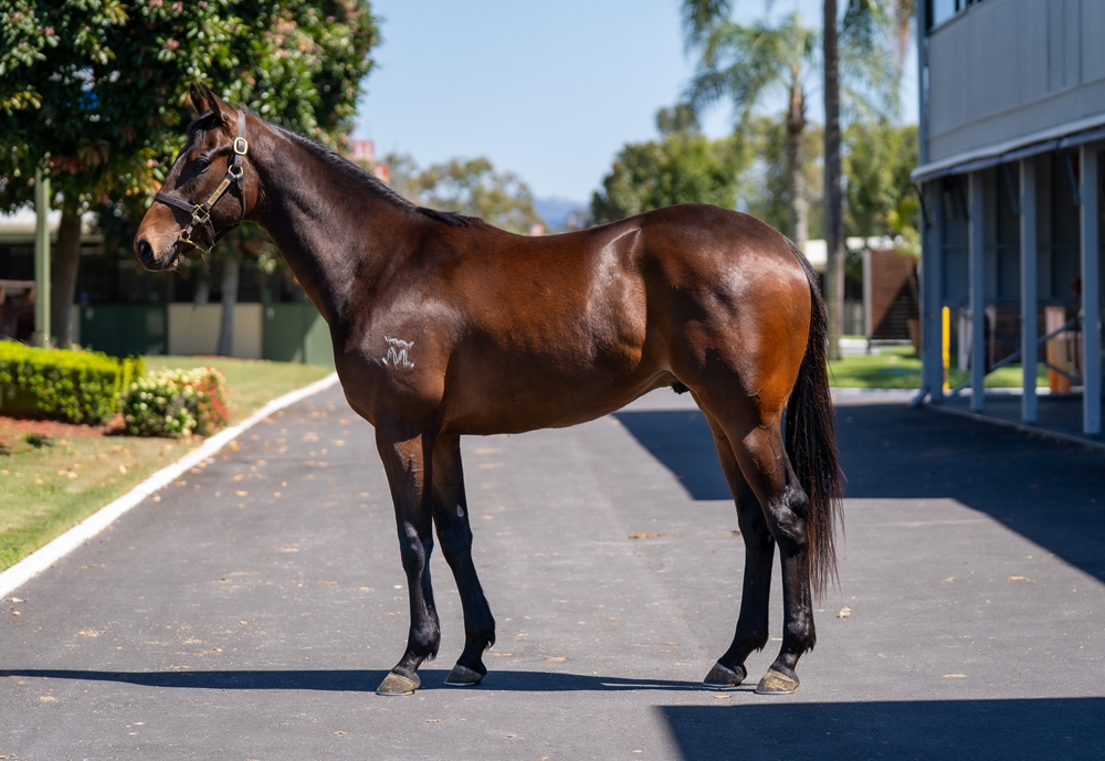 Jonker (AUS) / Miss Lucy (AUS) 2023 Colt - Image 1