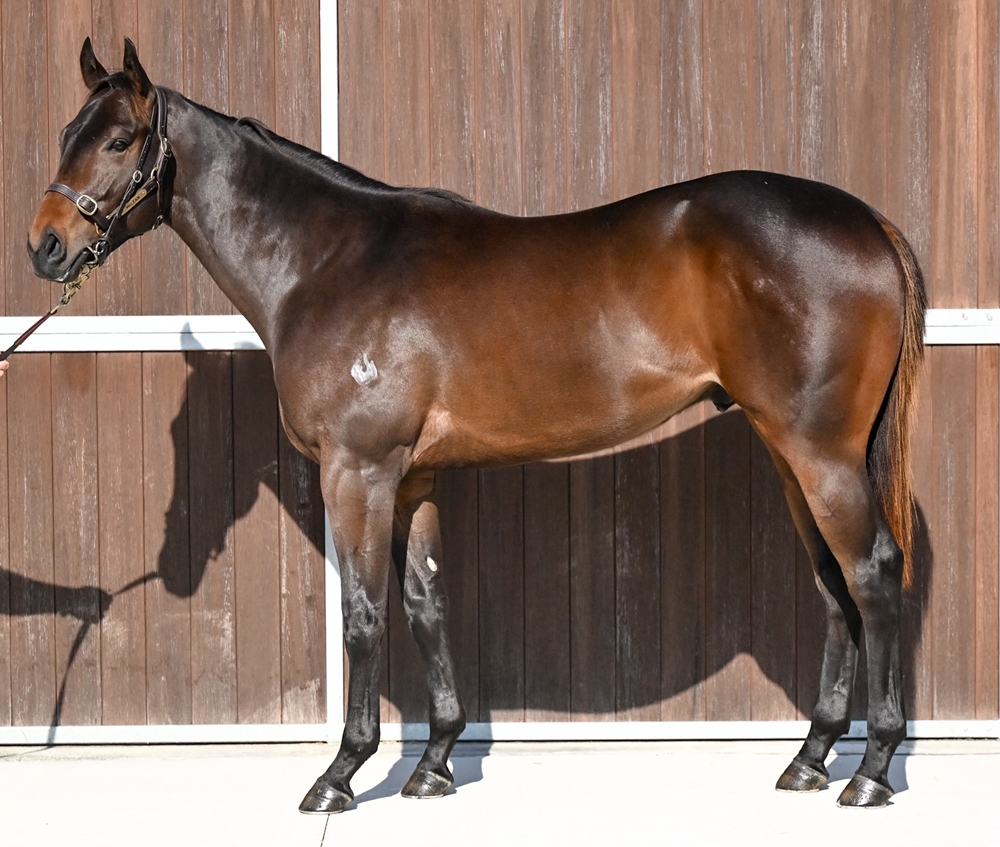 Cool Aza Beel (NZ) / Discreet (AUS) 2023 Colt - Image 1