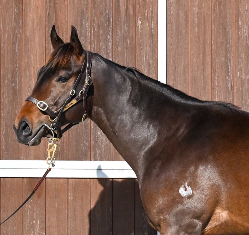 Cool Aza Beel (NZ) / Discreet (AUS) 2023 Colt - Image 2