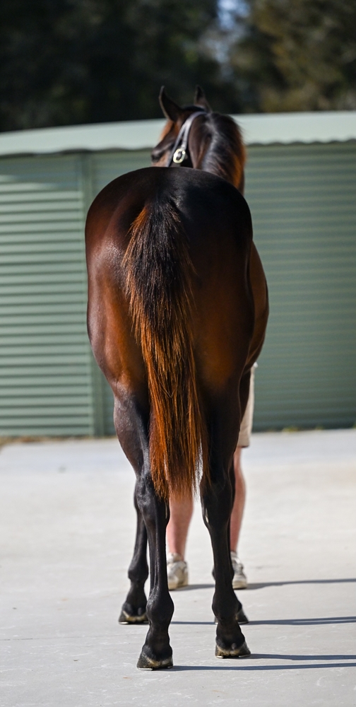 Cool Aza Beel (NZ) / Discreet (AUS) 2023 Colt - Image 3