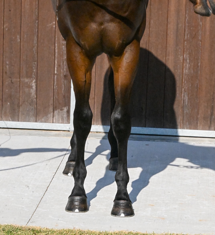 Cool Aza Beel (NZ) / Discreet (AUS) 2023 Colt - Image 4