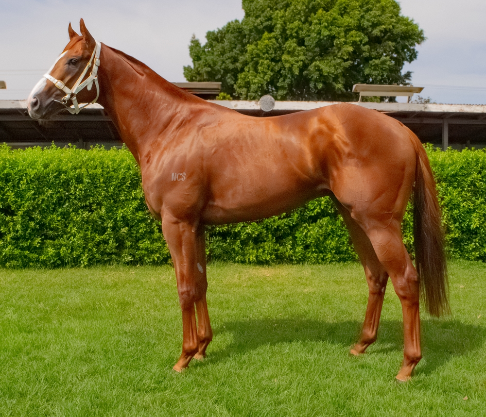 Sky Dweller (AUS) - Image 1