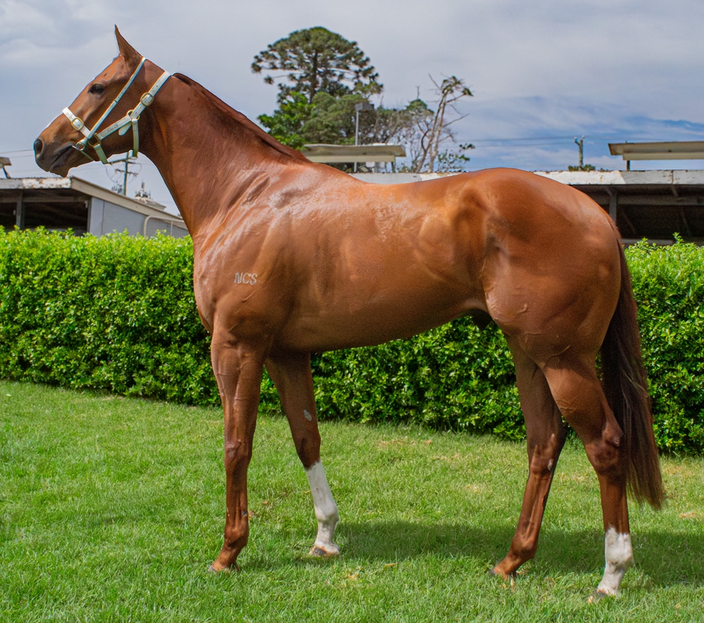 Captain Bull (AUS) - Image 1