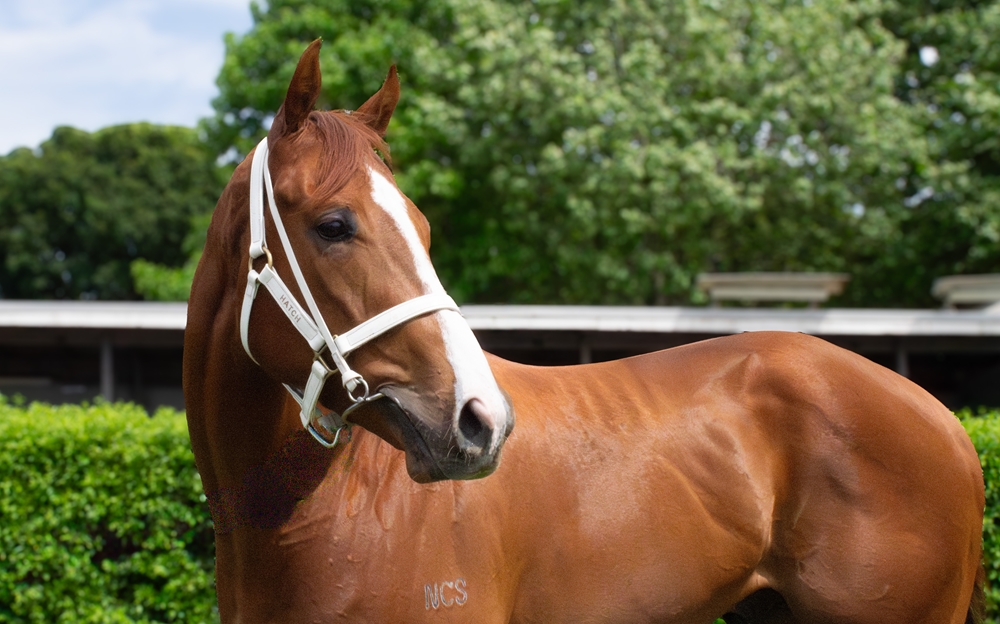 Captain Bull (AUS) - Image 2