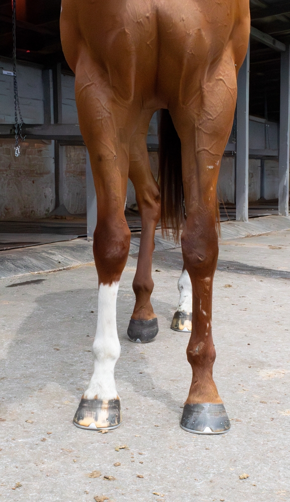 Captain Bull (AUS) - Image 3