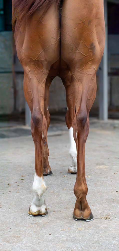 Captain Bull (AUS) - Image 4