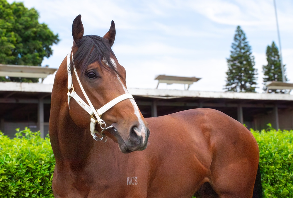 Spirit of St Louis (AUS) - Image 1