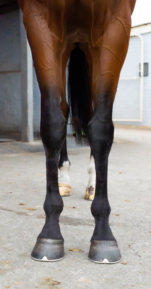 Spirit of St Louis (AUS) - Image 2