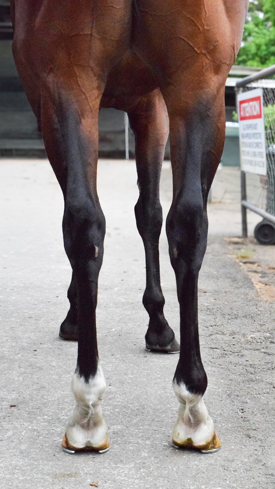 Spirit of St Louis (AUS) - Image 3