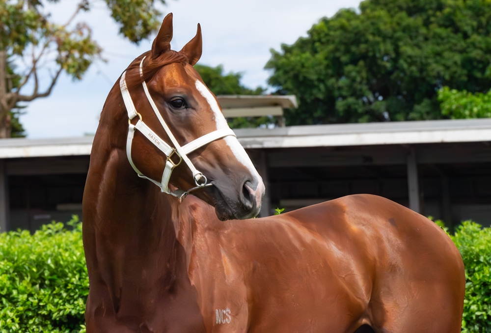 Sky Dweller (AUS) - Image 2