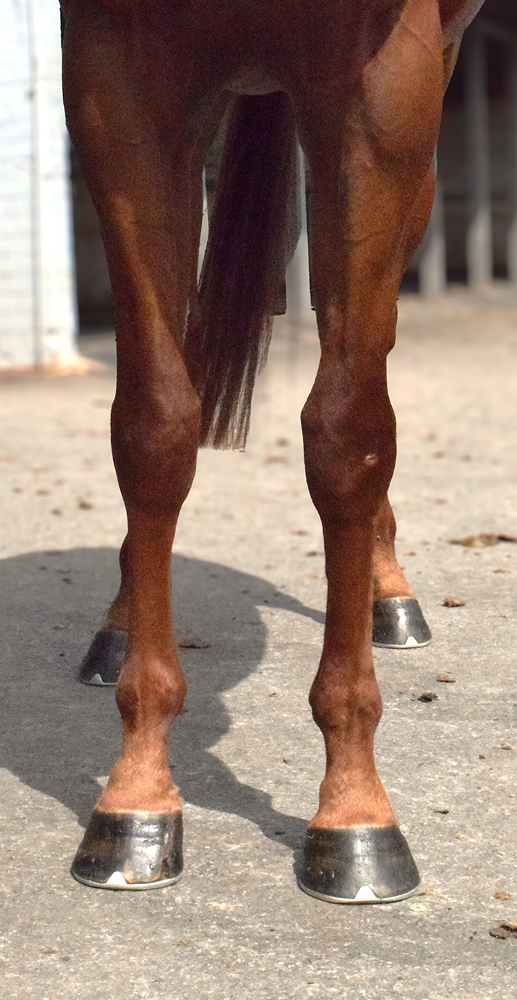 Sky Dweller (AUS) - Image 3