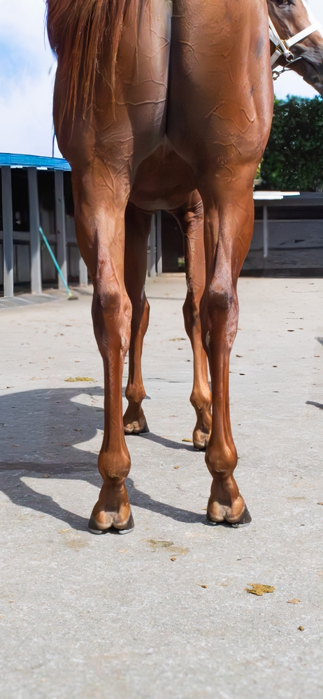 Sky Dweller (AUS) - Image 4