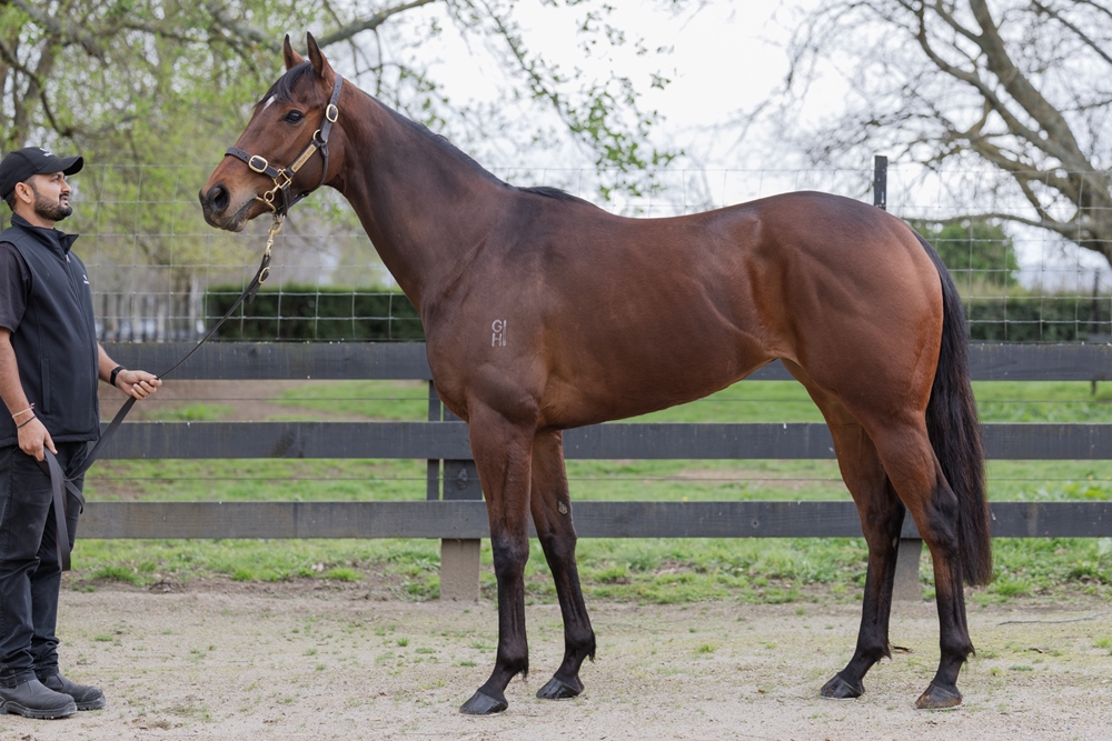 Litteral (NZ) - Image 1