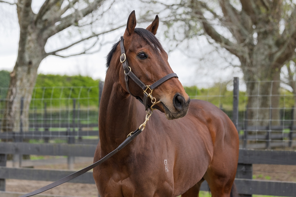 Litteral (NZ) - Image 2