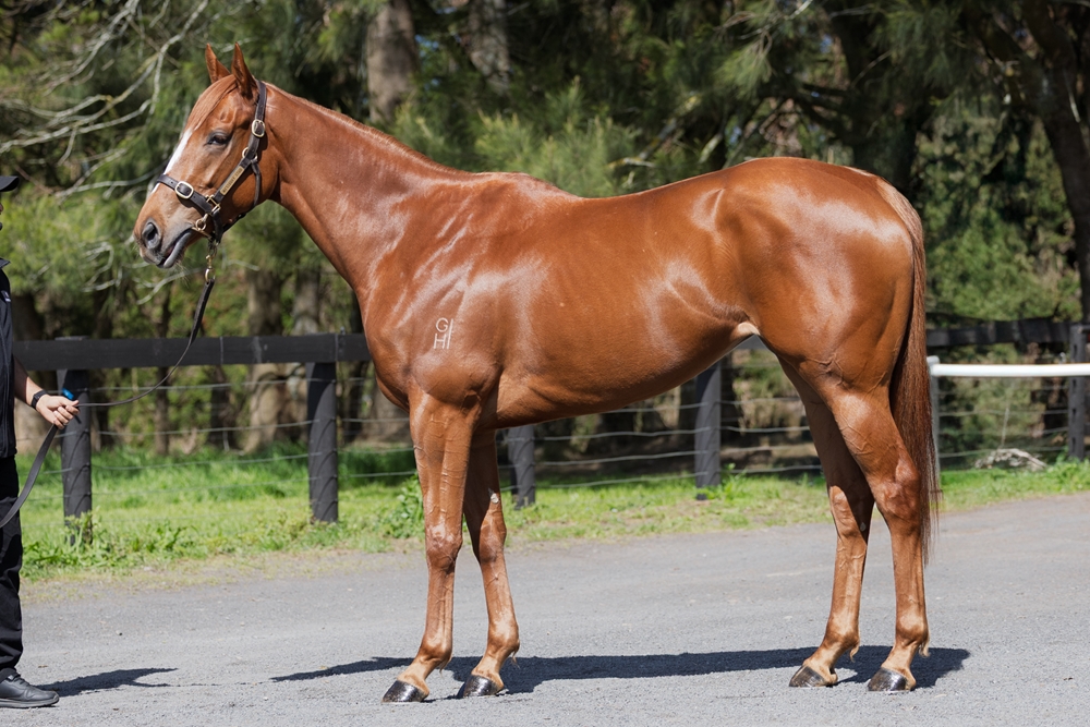 Rocking (NZ) - Image 1