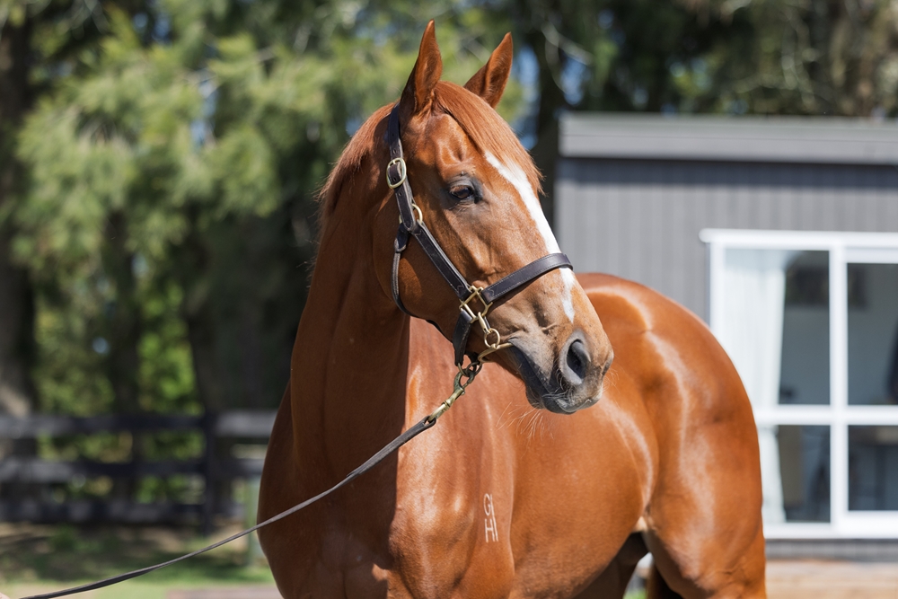 Rocking (NZ) - Image 2