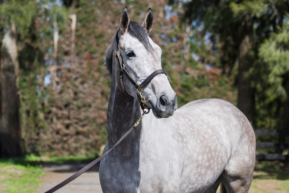 White Mask (NZ) - Image 2