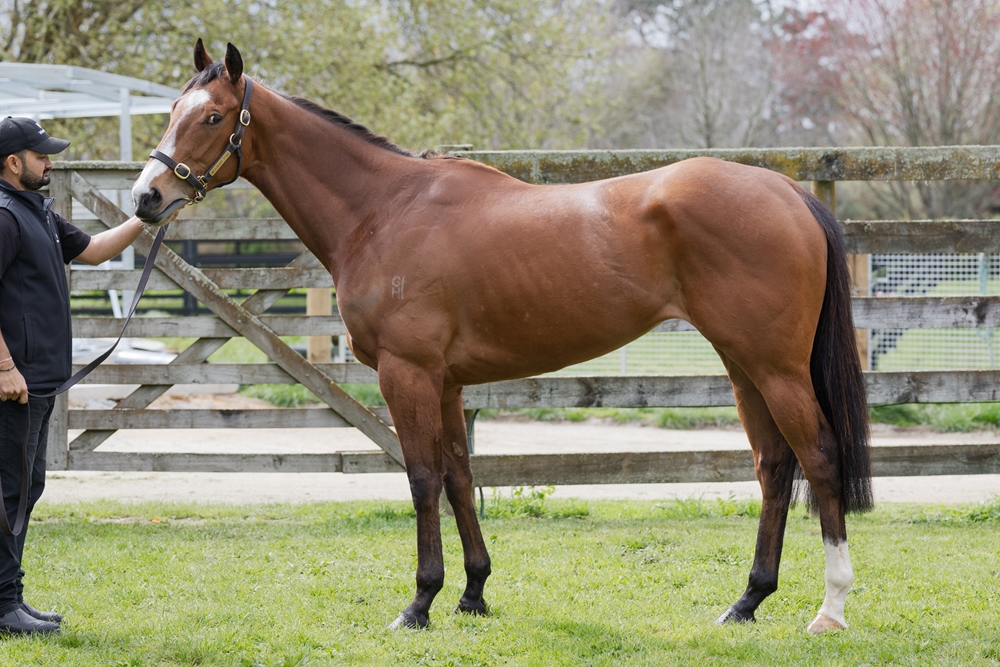 Agile (NZ) - Image 1