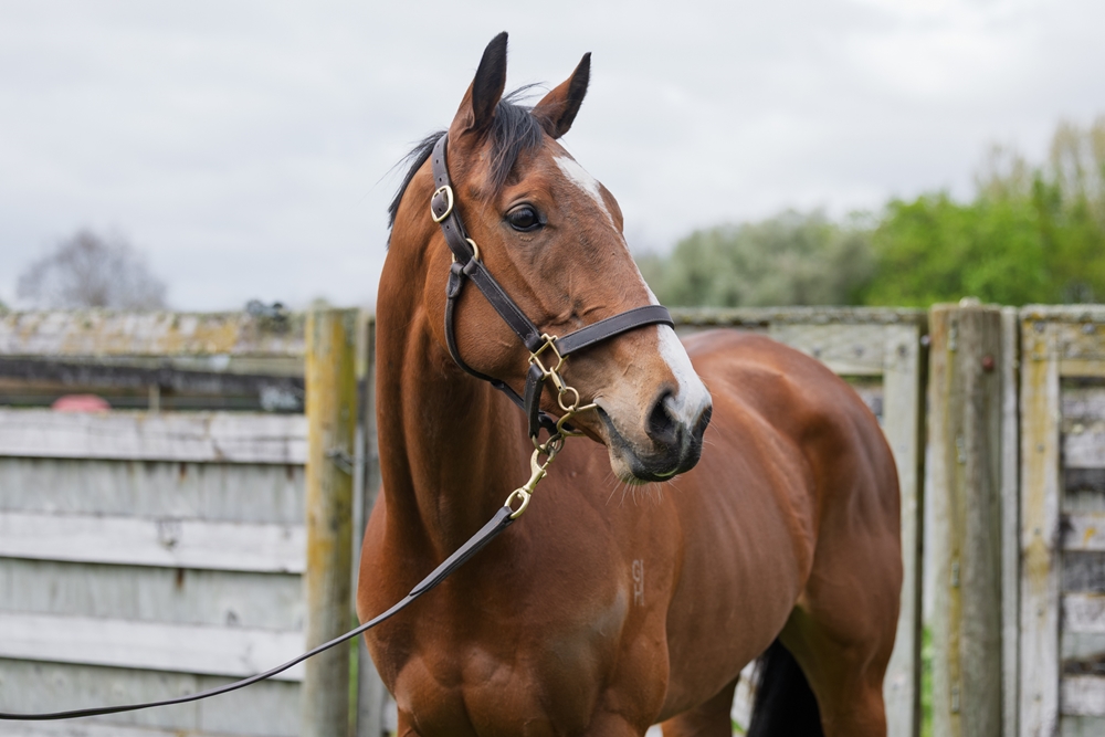 Agile (NZ) - Image 2