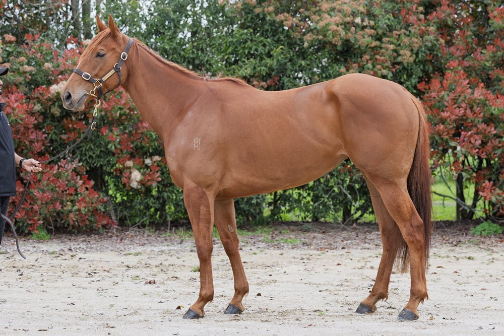 Akimoto (NZ) - Image 1