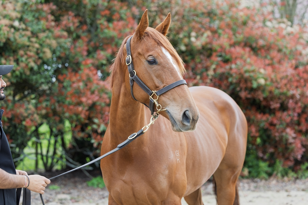 Akimoto (NZ) - Image 2