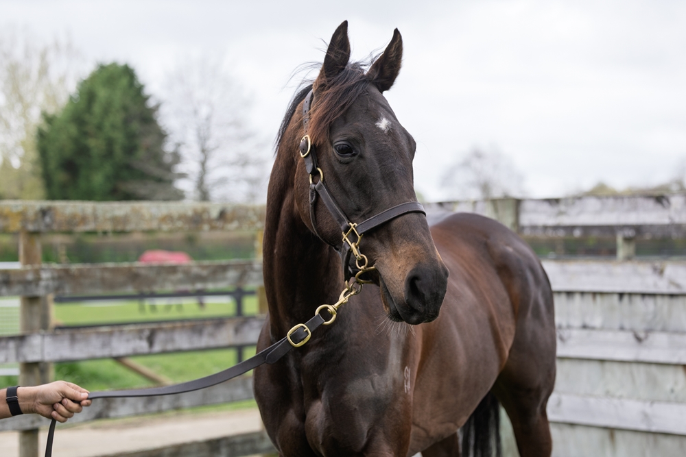 Catoca (NZ) - Image 2