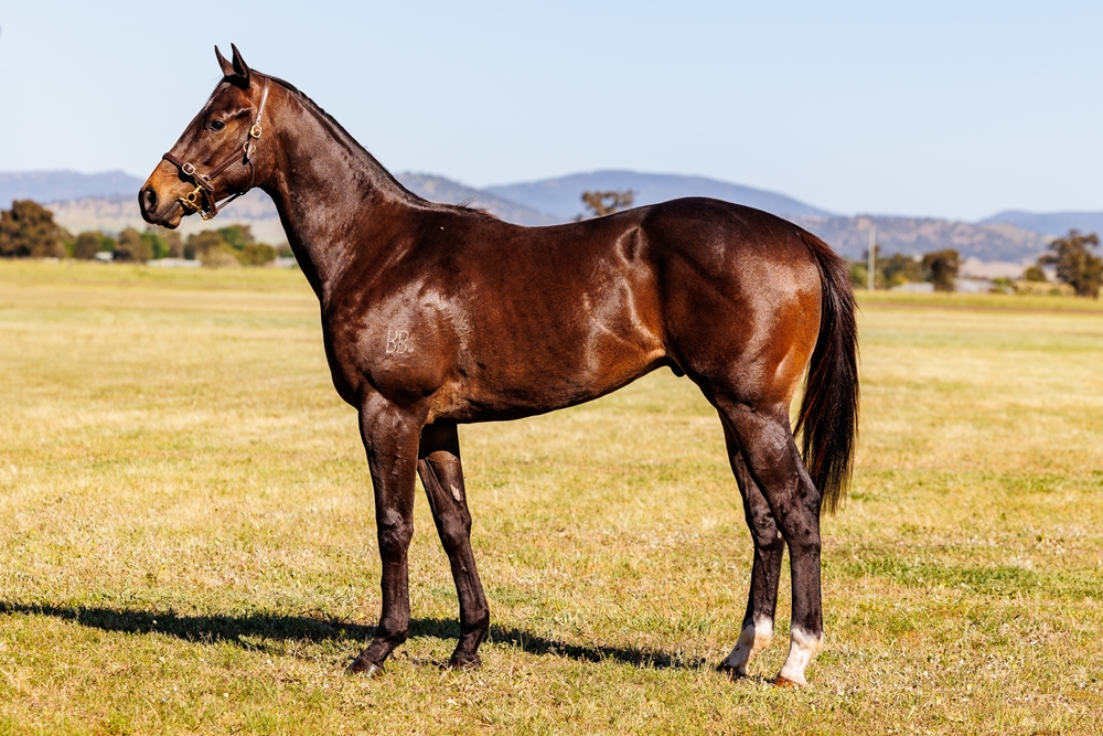 Headwater (AUS) / A Room Somewhere (NZ) 2023 Colt - Image 1