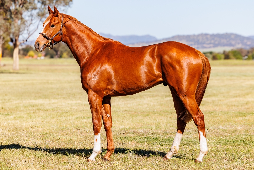 Gold Standard (AUS) / Crystal Ruby (AUS) 2023 Colt - Image 1