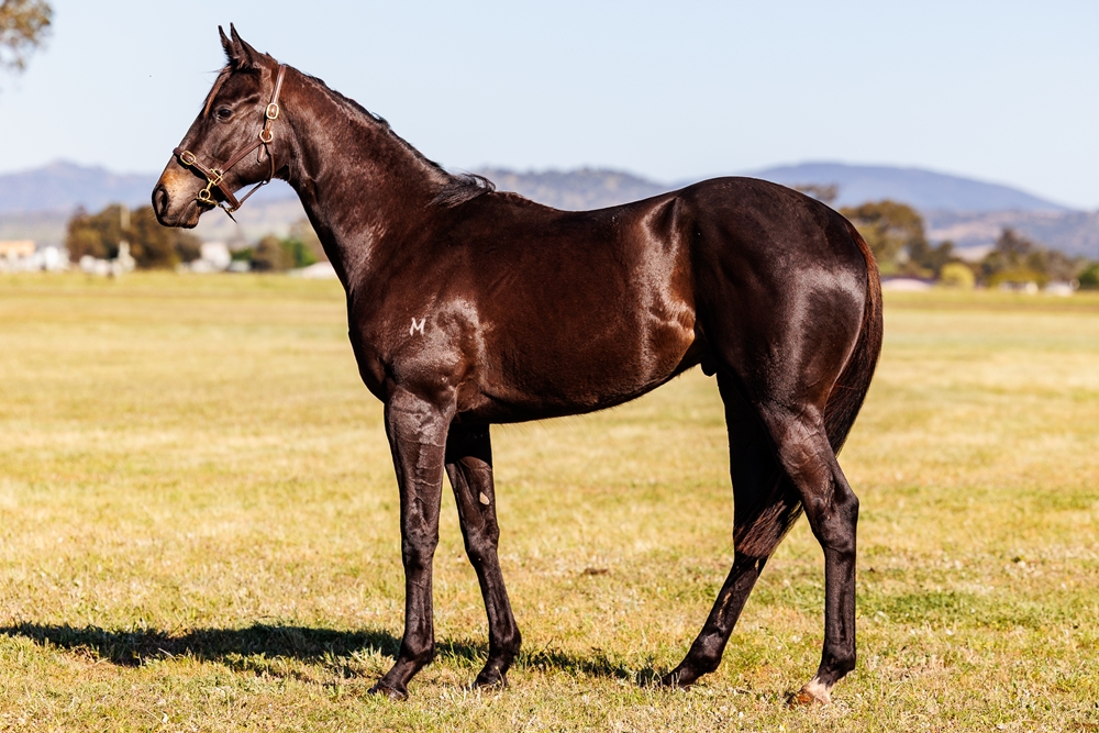 Wild Ruler (AUS) / Inside Line (AUS) 2023 Colt - Image 1