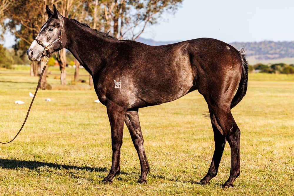 Magic Merlin (AUS) - Image 1