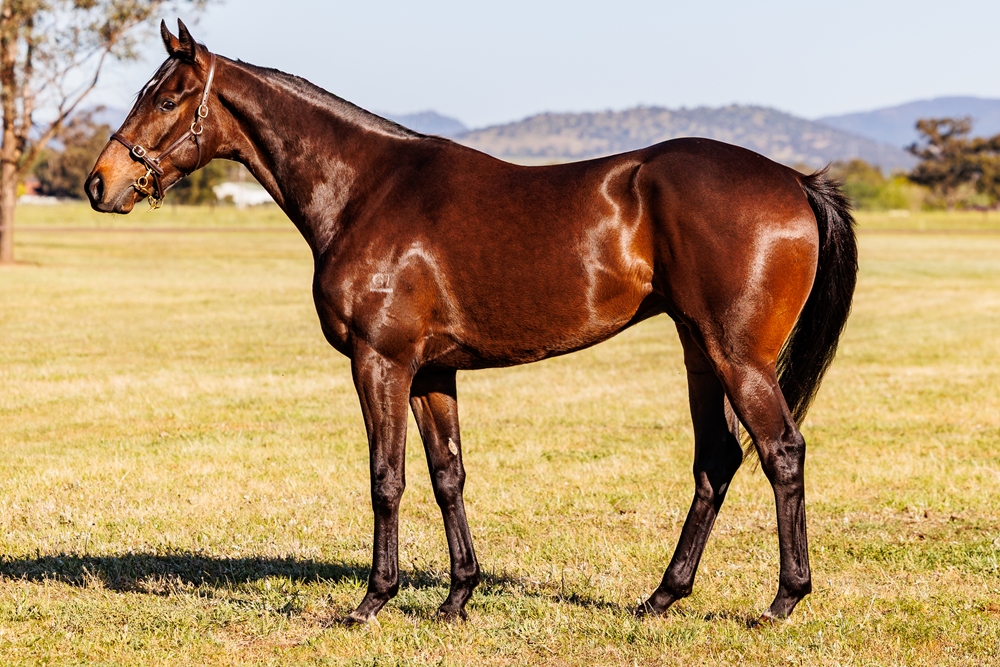 Arapawa (AUS) - Image 1