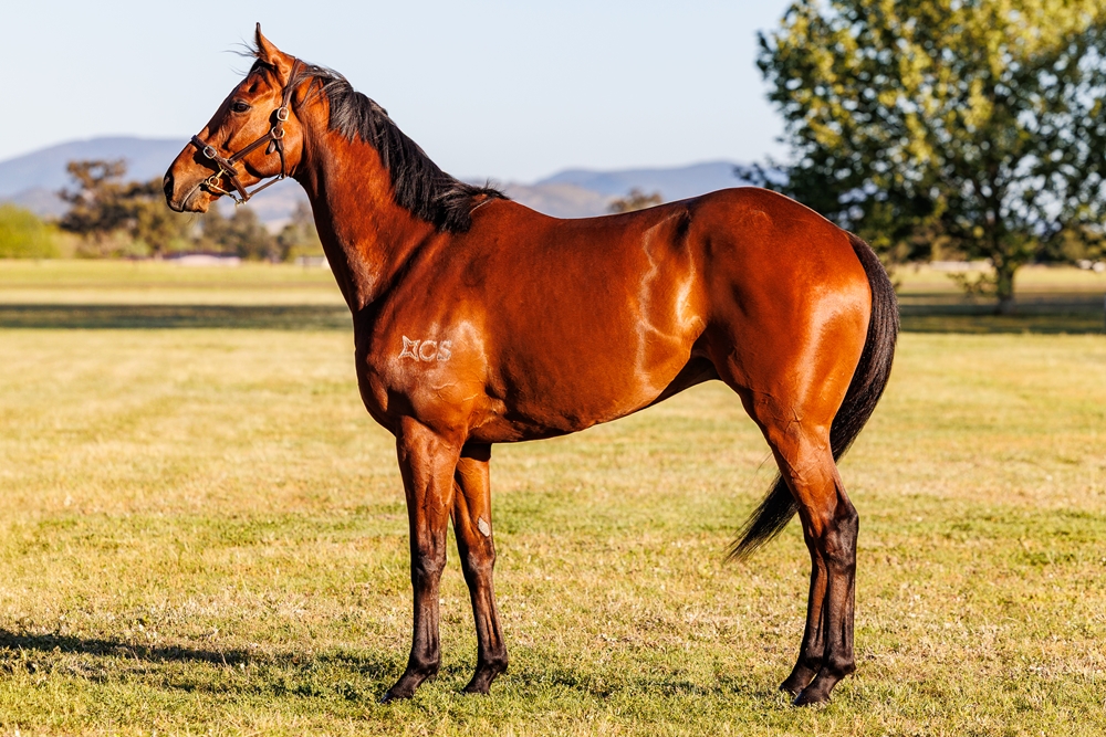 Souls Companion (AUS) - Image 1